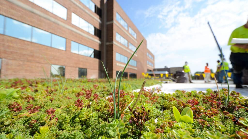 flower bed outside building