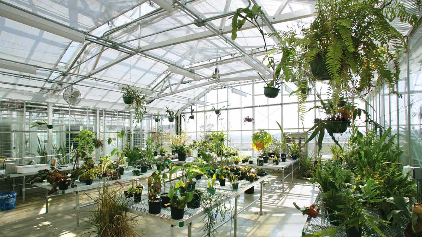 St. Olaf College - Regents Hall - Greenhouse Interior